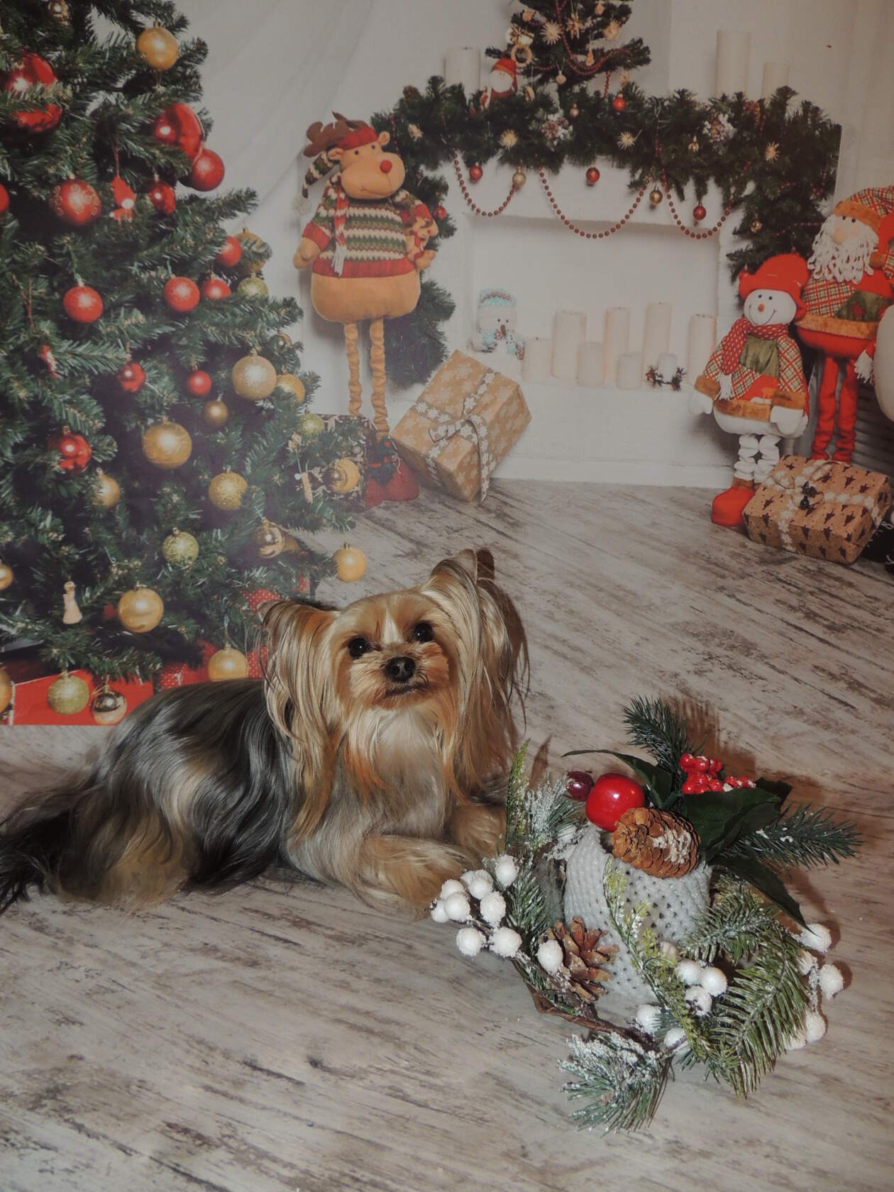  CHAJNAYA ROZA — Labaza DogPedigree YorkshireTerrier